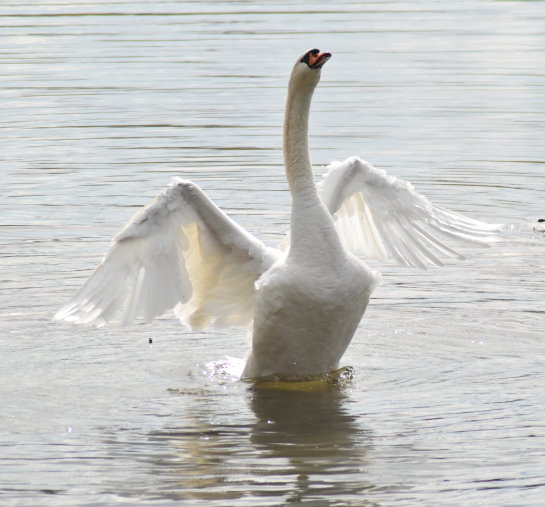 Schwan spreizt die Flügel