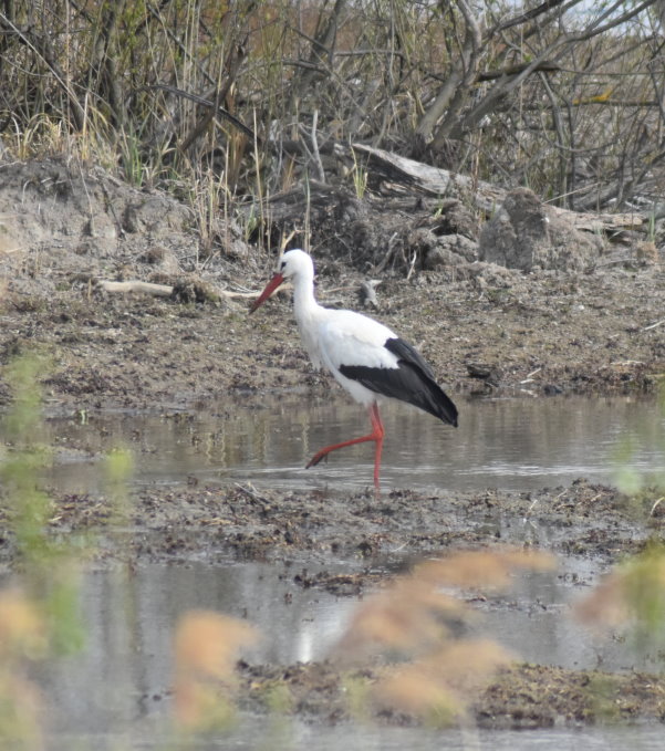 Storch bei der Futtersuche