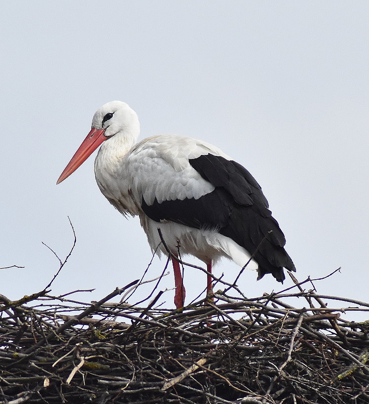 Storch im Nest