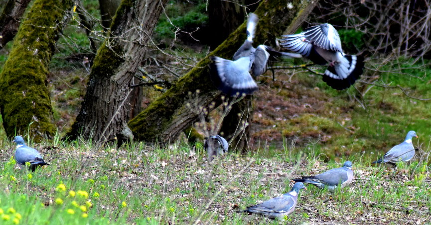 Und nun stehen sich Russland und die NATO wieder feindselig gegenüber. Der Ukraine-Konflikt könnte einen militärischen Konflikt entzünden. Hoffen wir, dass die weißen Tauben nicht müde sind...