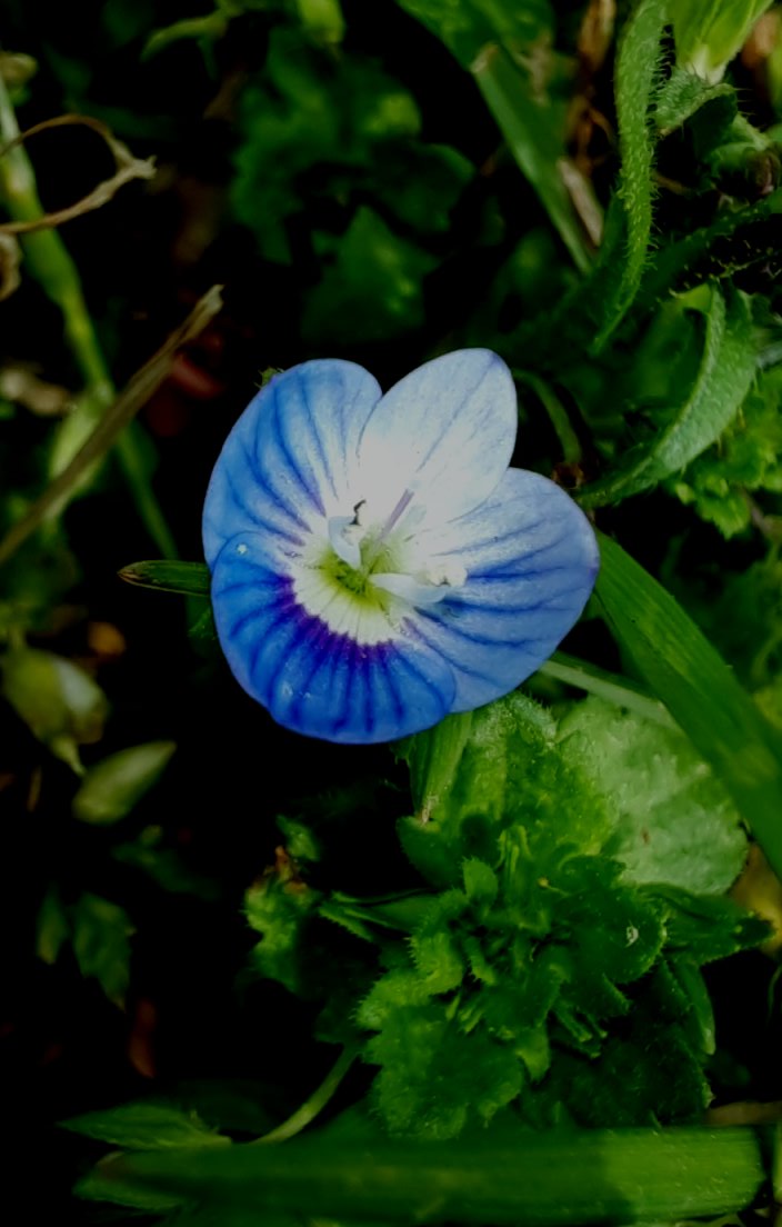 Persischer Ehrenpreis