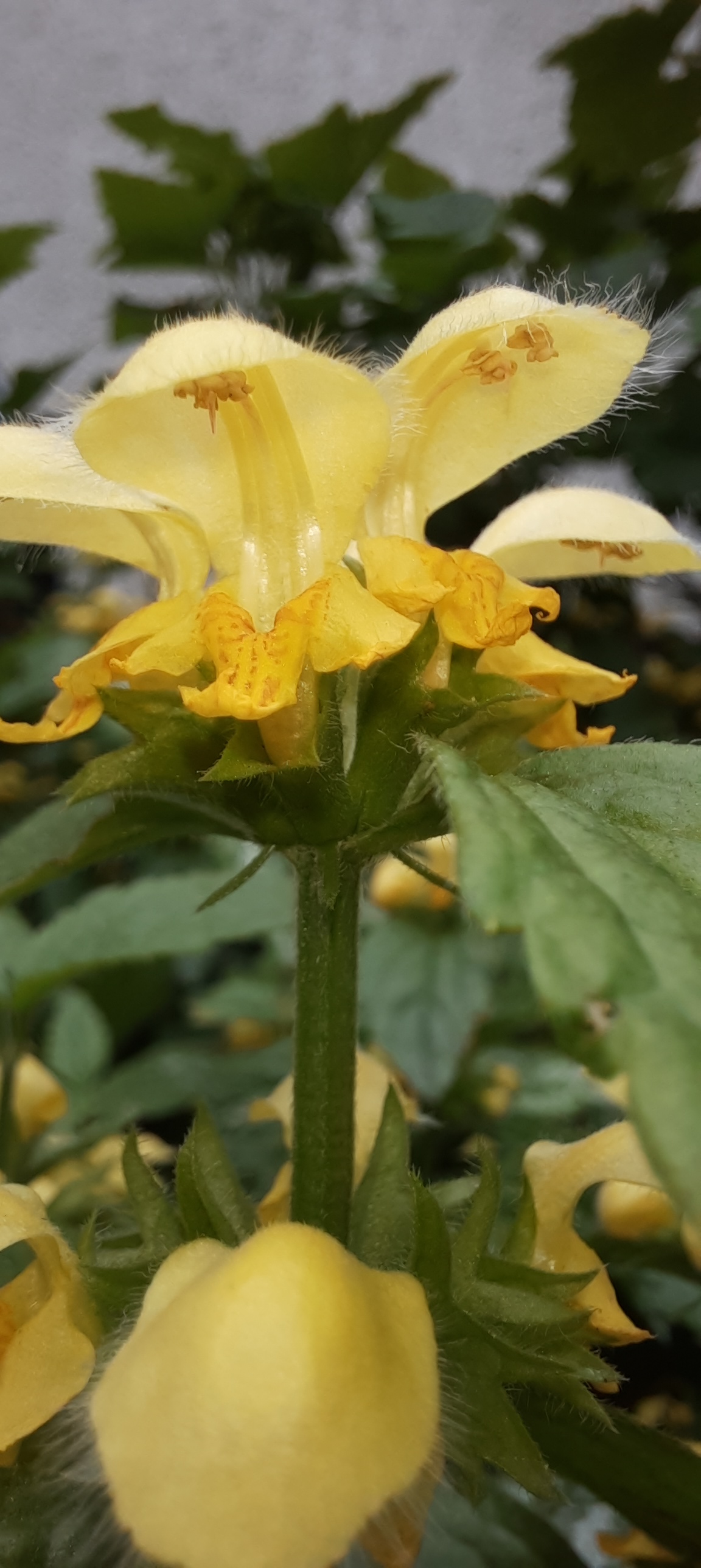 Die Gewöhnliche Goldtaubnessel ist durch ihre spezielle Blütenform vor allem auf Hummeln spezialisiert.