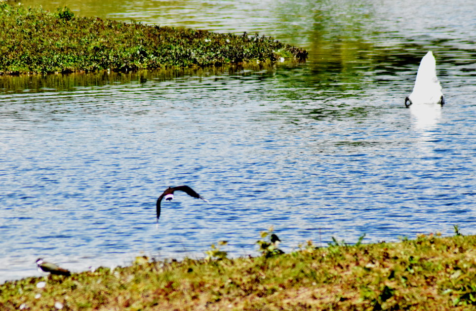 Kiebitz im Flug und Schwan auf Tauchstation