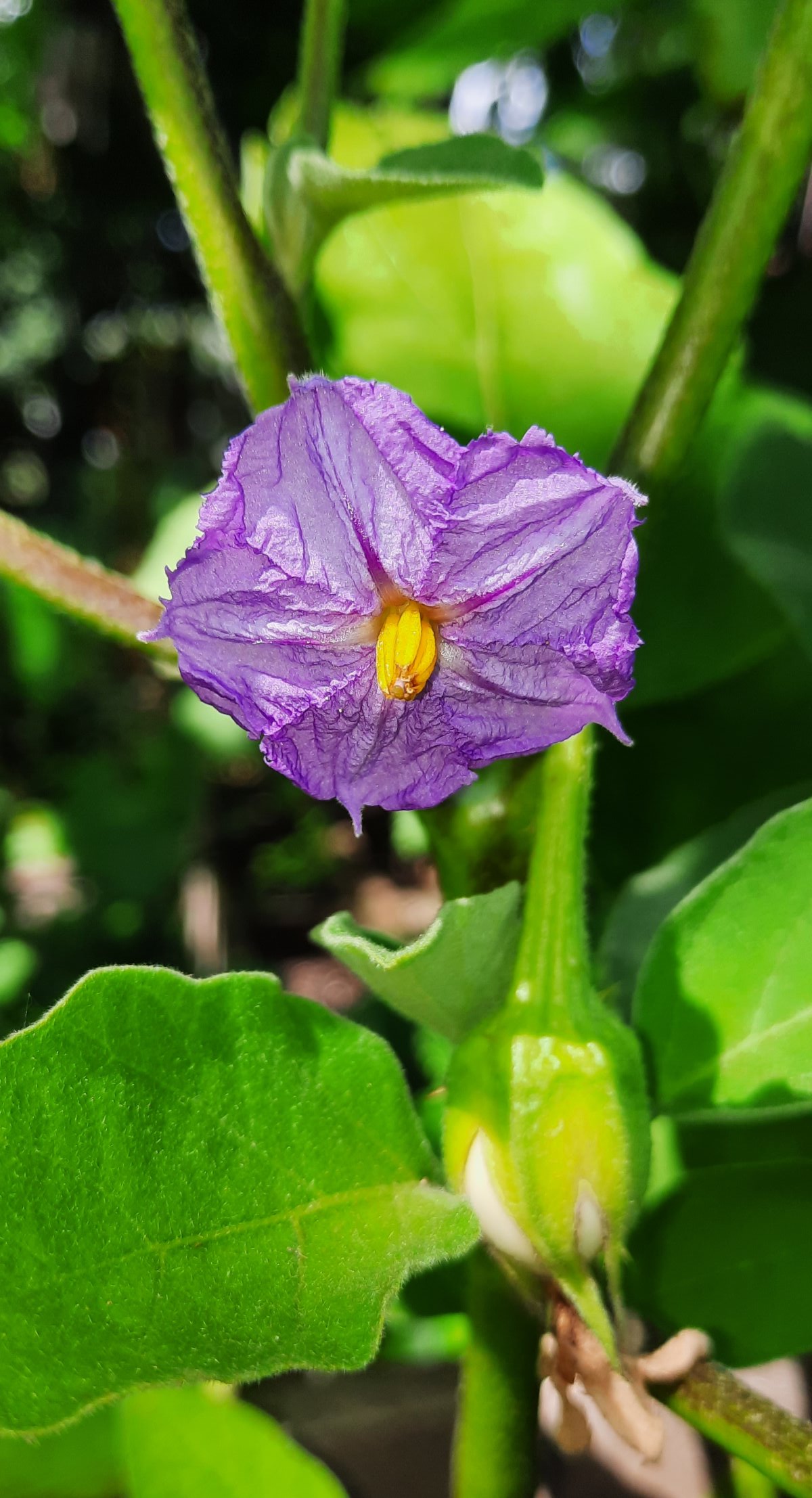 Blühende Eierfrucht