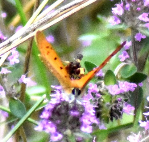 Falter mit Biene auf dem Rücken