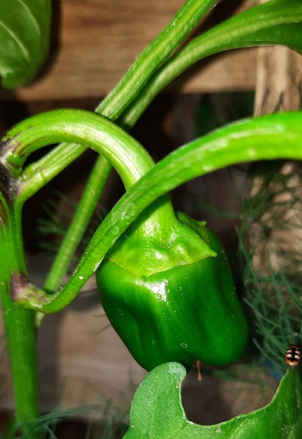 Kleine Paprikaschote