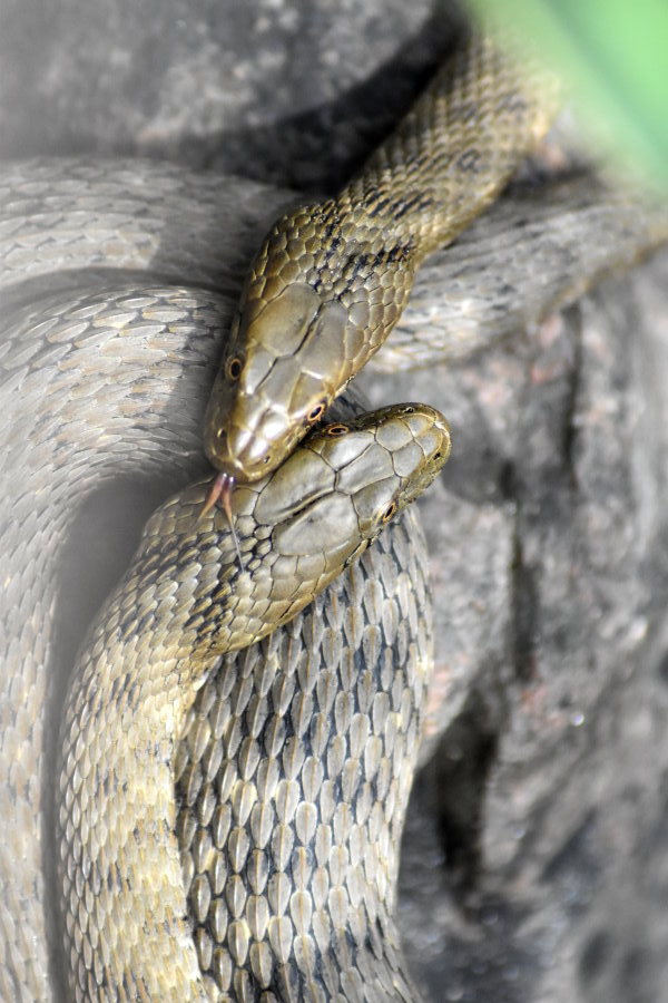 Zwei Würfelnattern, eine züngelt