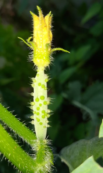Kleine Gurke mit Blüte