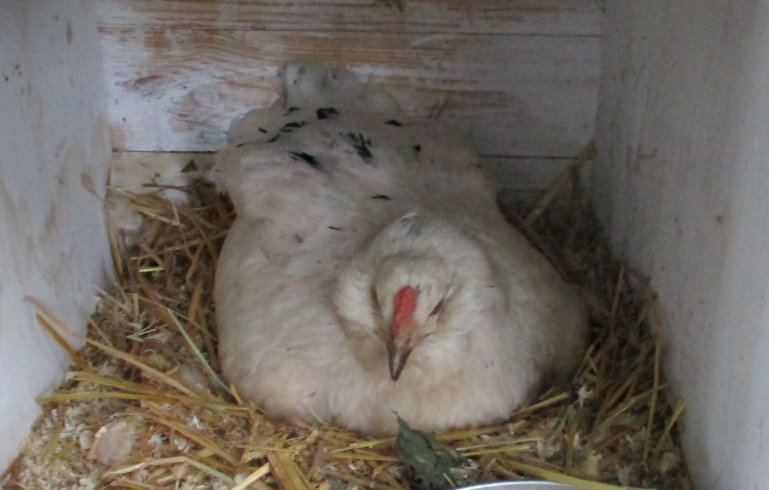 Zweites Huhn brütet