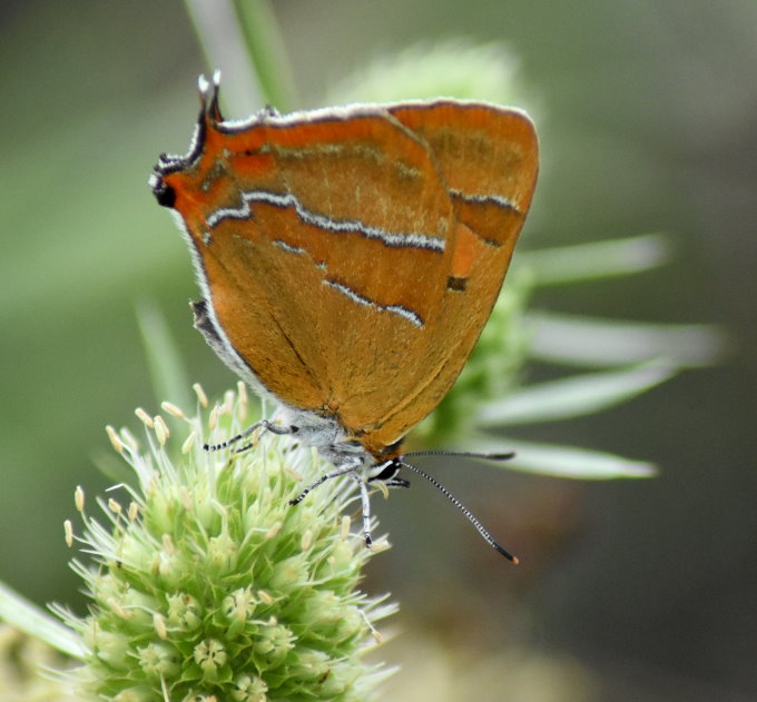 Weiblicher Nierenfleck-Zipfelfalter1