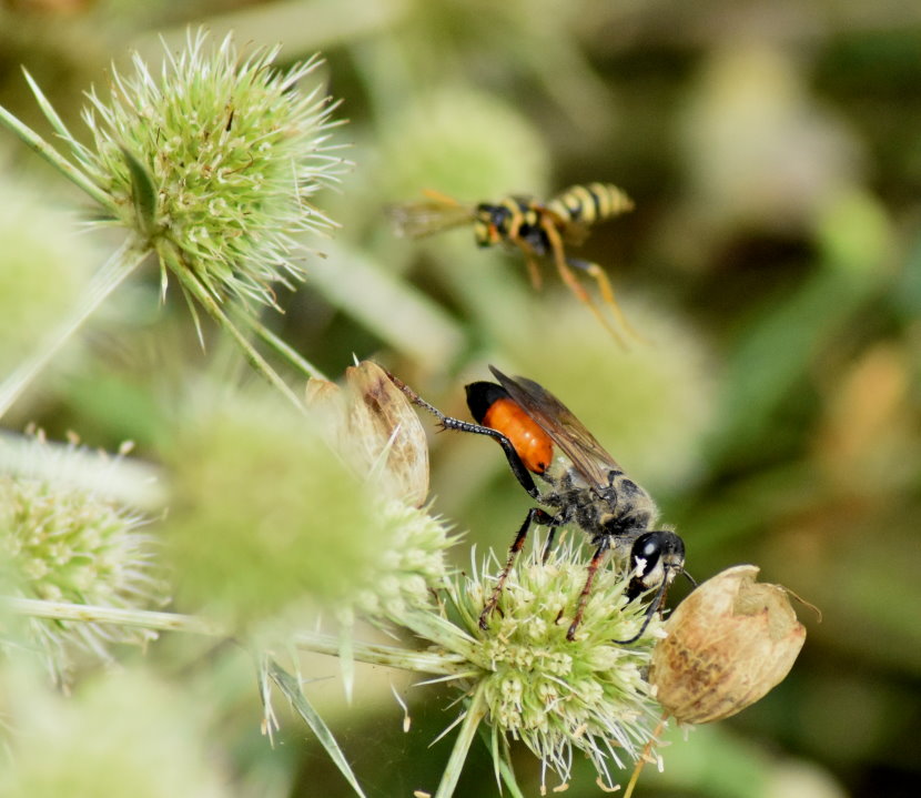 Zwei Wespen