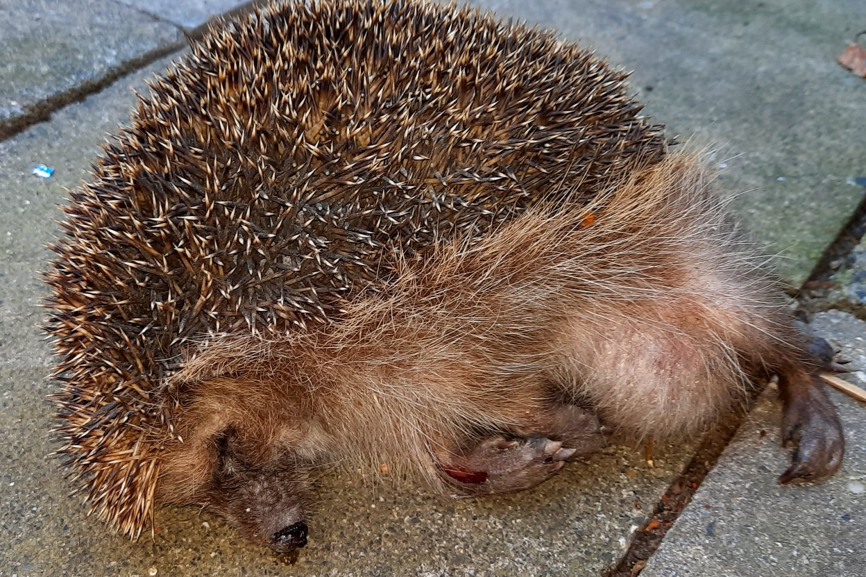 Toter Igel