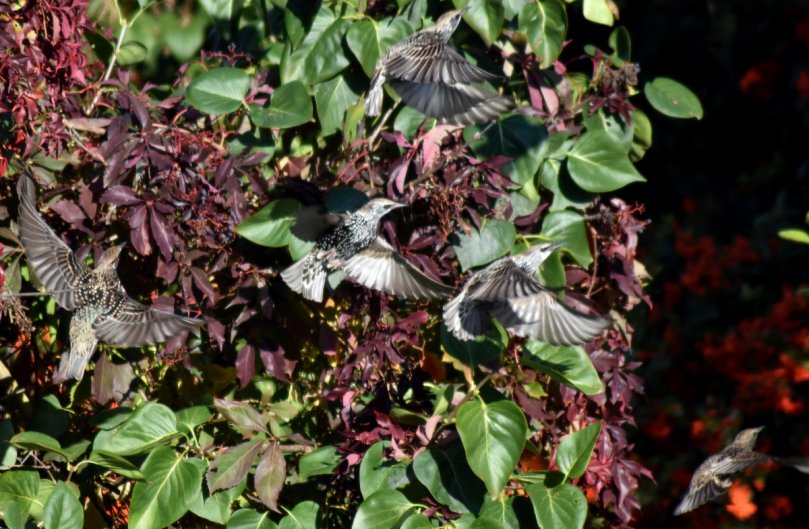 Stare im Wilden Wein