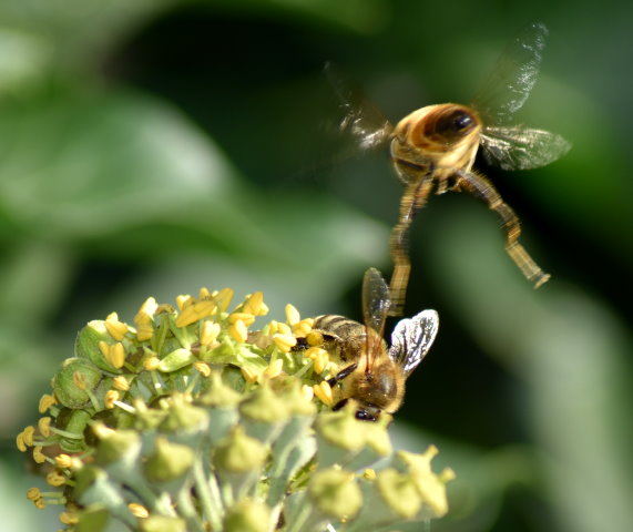 Bestäuber im Anflug auf Efeublüte