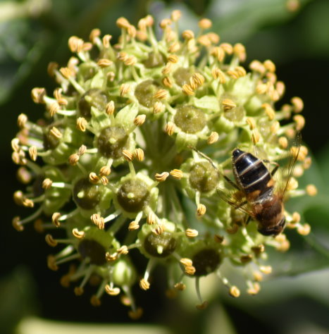 Efeublüte mit Biene