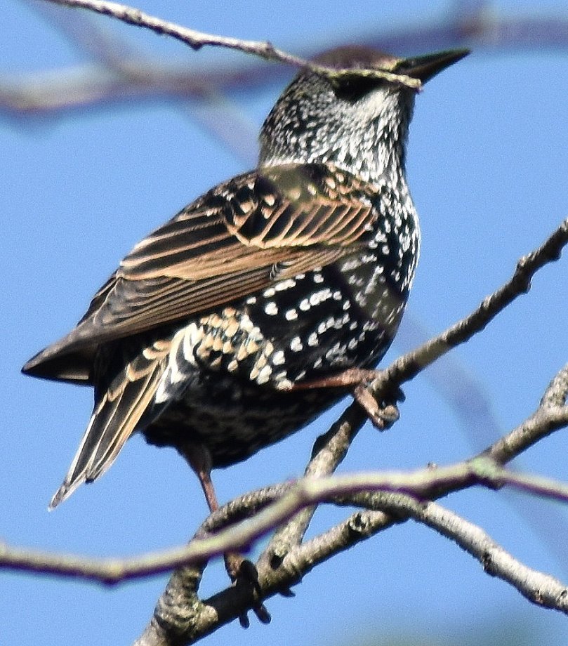 Wunderschönes Gefieder