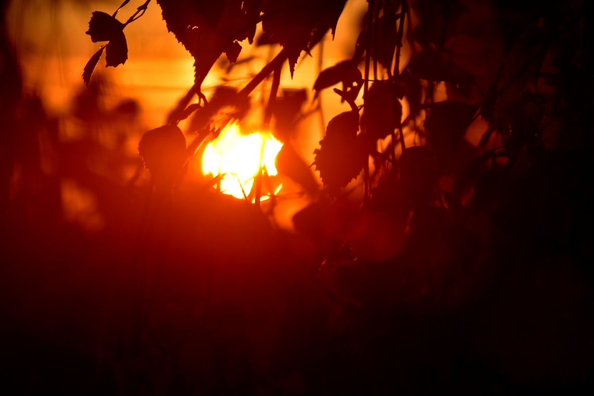 Rote Morgensonne scheint zwischen Birkenblättern hindurch