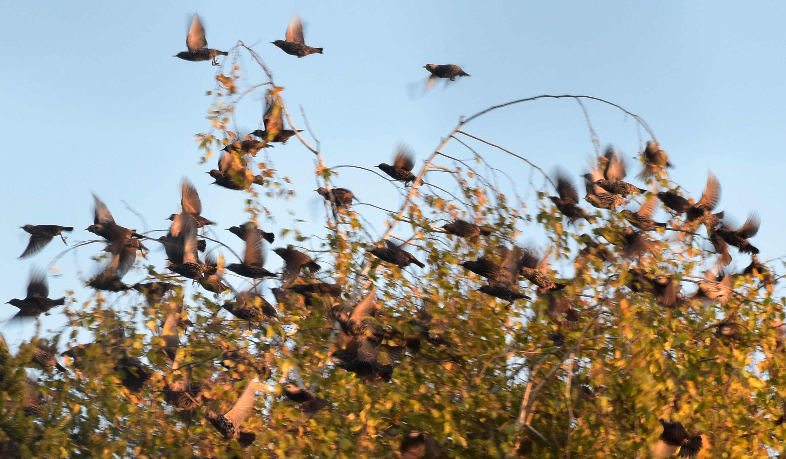 Ein Schwarm Stare startet durch...
