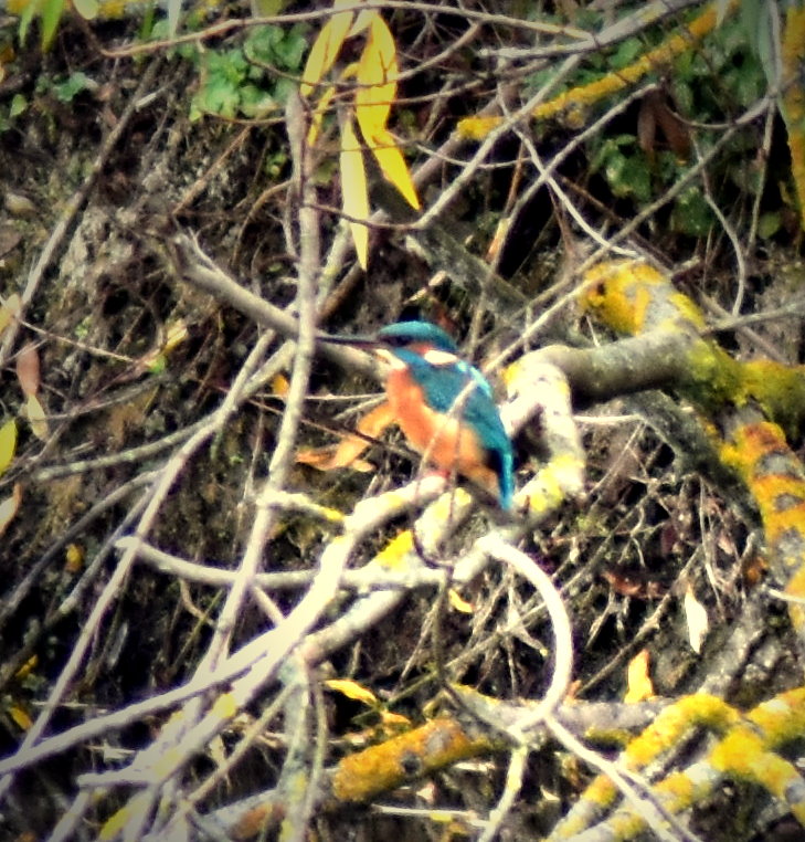 Eisvogel im Gestrüpp sitzend