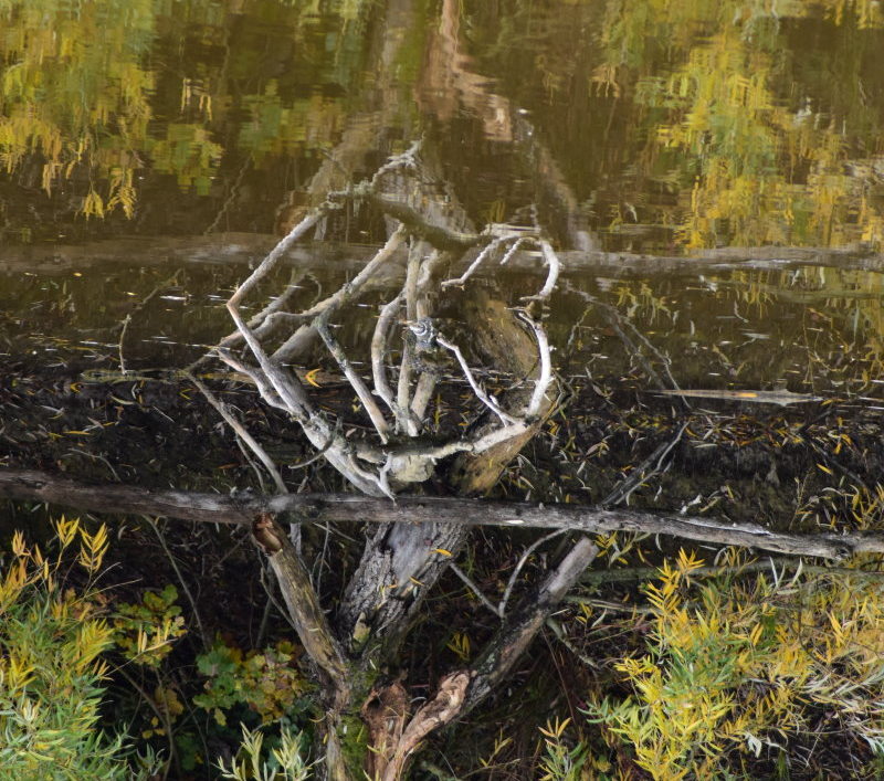 Baum im Spiegel des Wassers