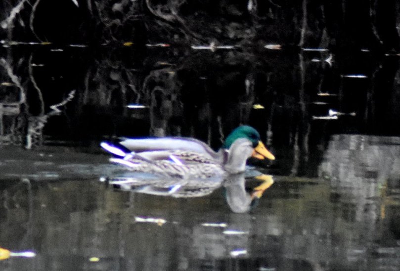 Stockentenpaar - Schabel an Schnabel