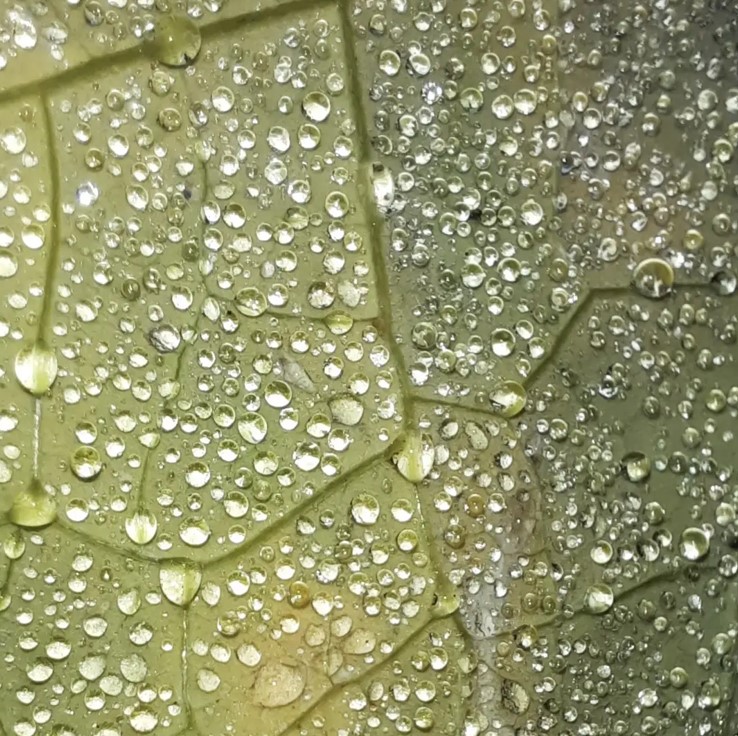 Blatt mit Adern und Tautropfen