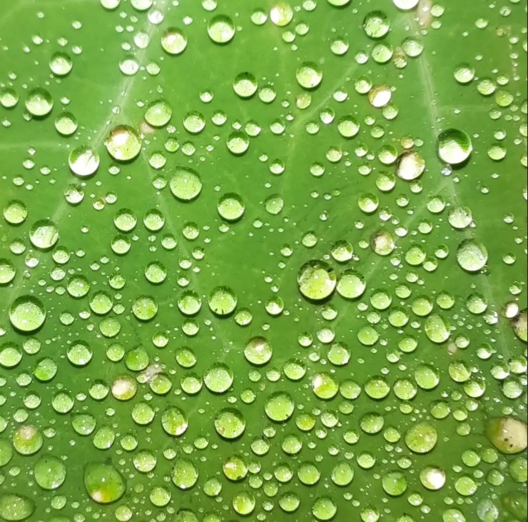 Blatt von Kapuzinerkresse mit Tautropfen