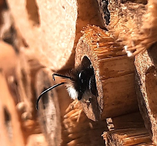 Schlupf einer Mauerbiene