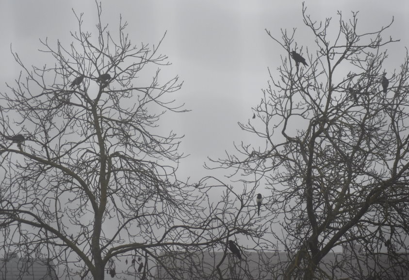 Krähen, Taube, Elster