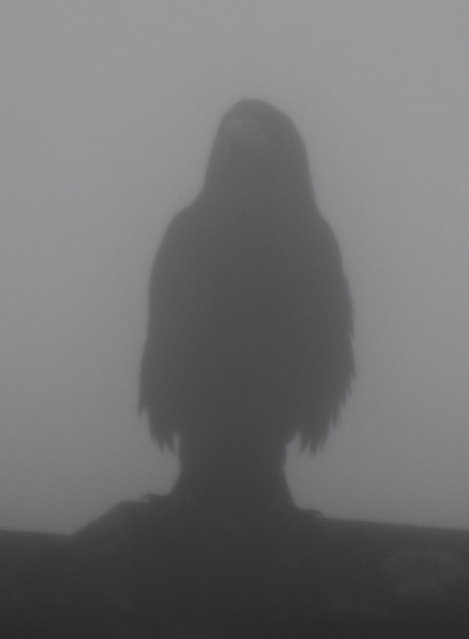 Krähe im Nebel