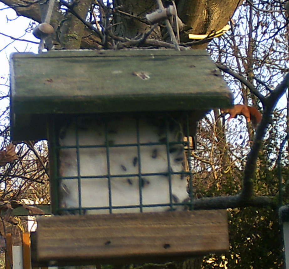 Fliegendes Eichhörnchen