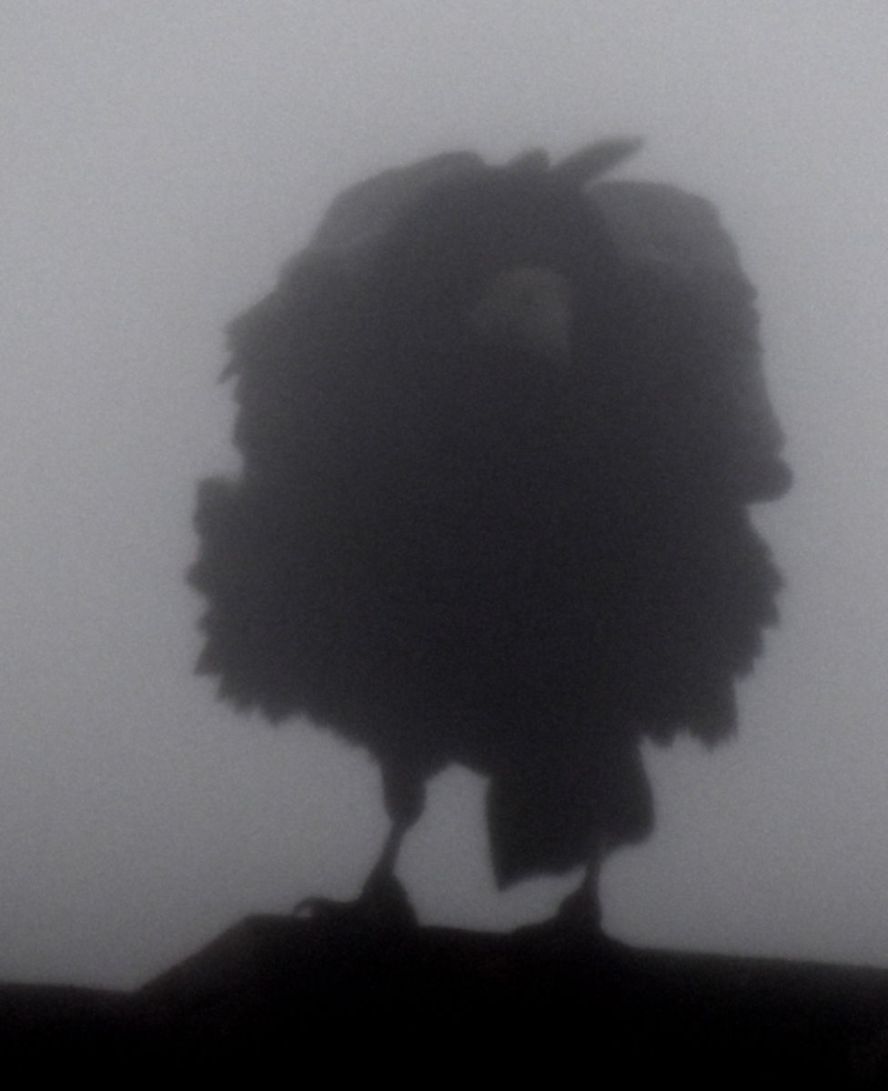 Krähe im Nebel