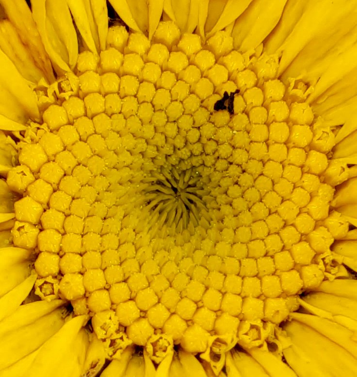 Blüte der Färber-Hundskamille