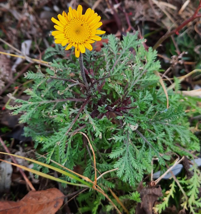 Blühende Färber-Hundskamille