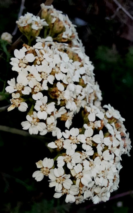 Blühende Schafgarbe