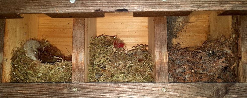 Spatzen-Reihenkasten