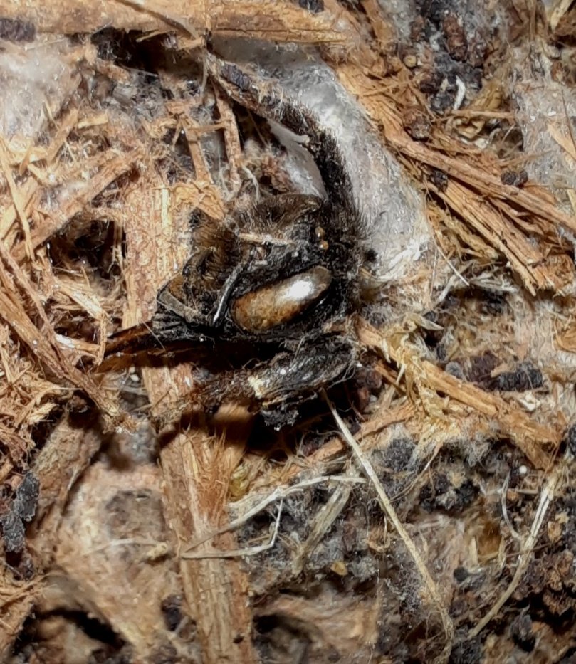 Kopf einen toten Hummel