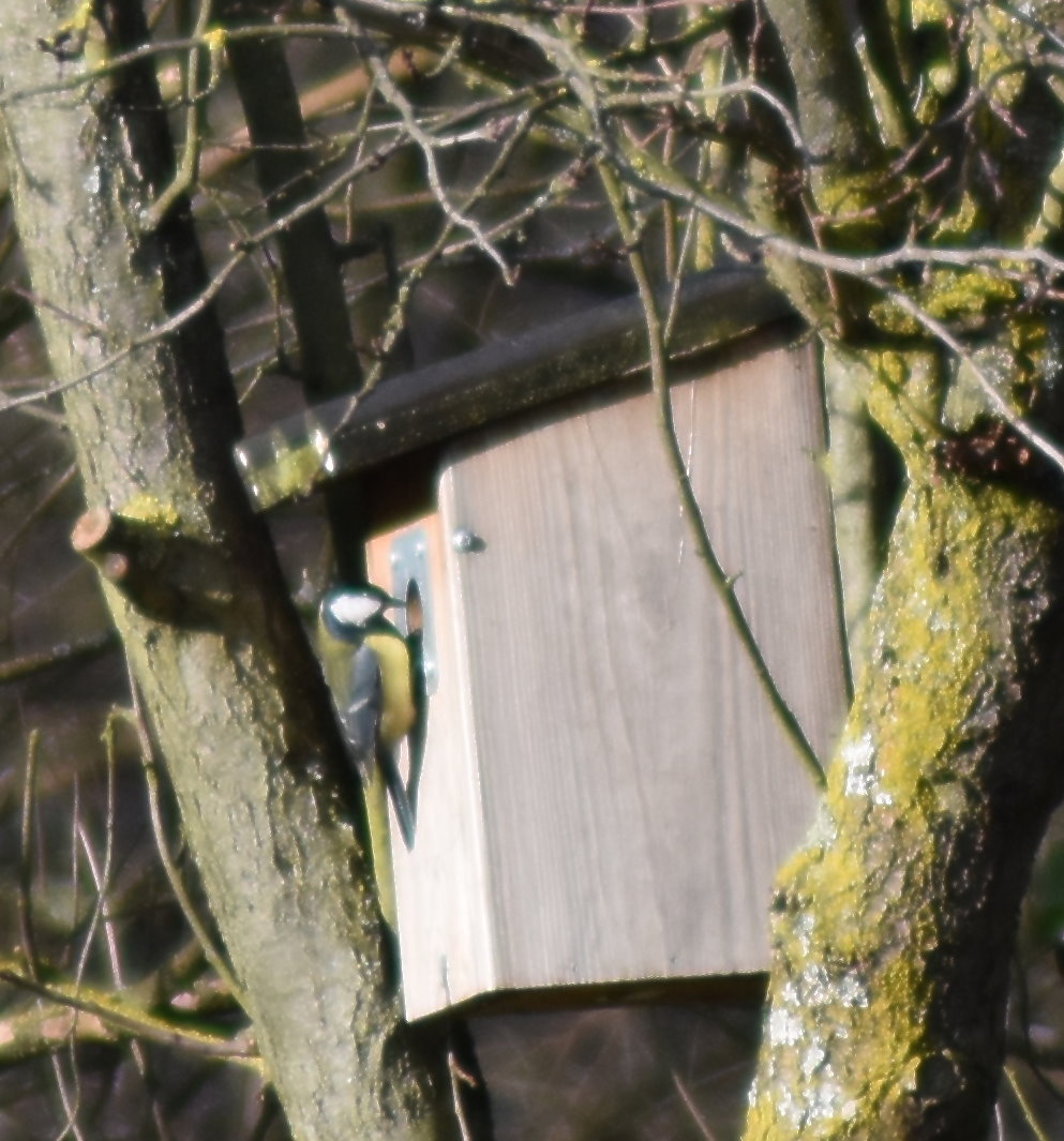 Kohlmeise an Nistkasten