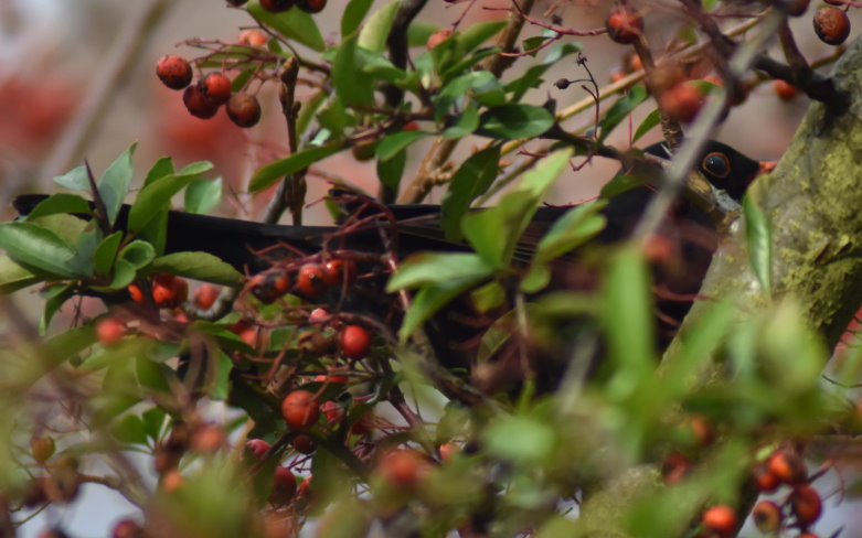 Amsel im Feuerdorn