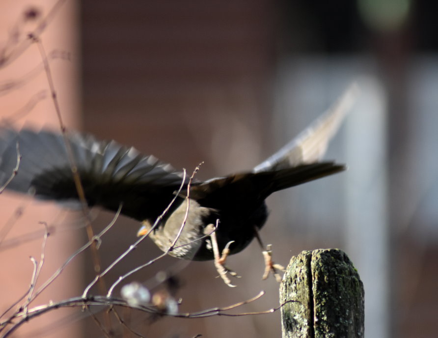 Amsel im Abflug