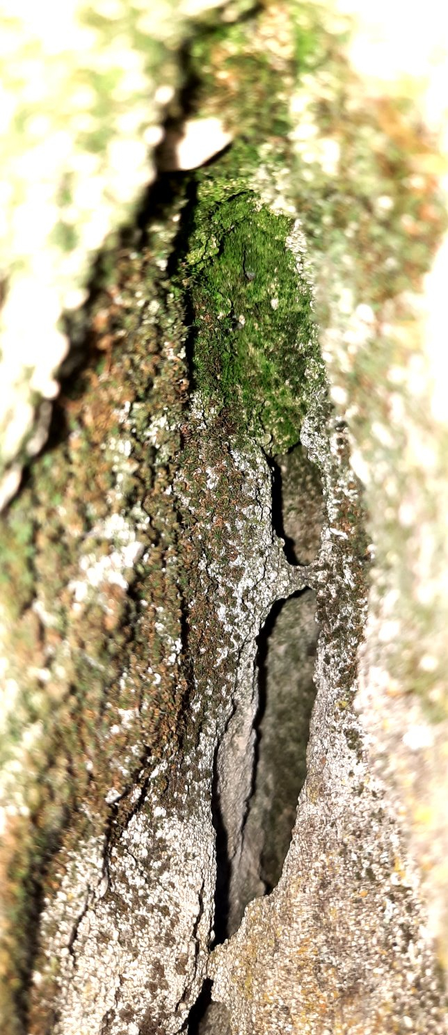 Fels-Spalte im Menhir