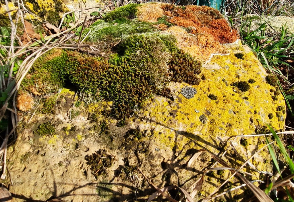 Stein mit Moos und Flechten