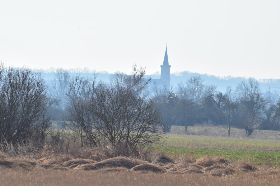 Blick Richtung Bodenheim durch Sträucher, blaues Licht