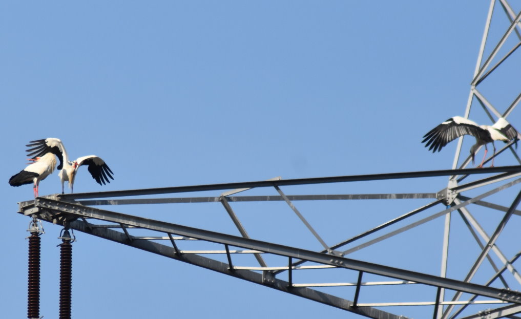 Klappernde Störche mit Störenfried?