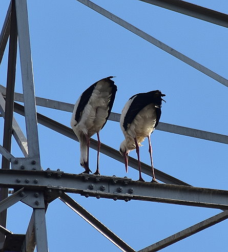 Störche auf Hochspannungsmast