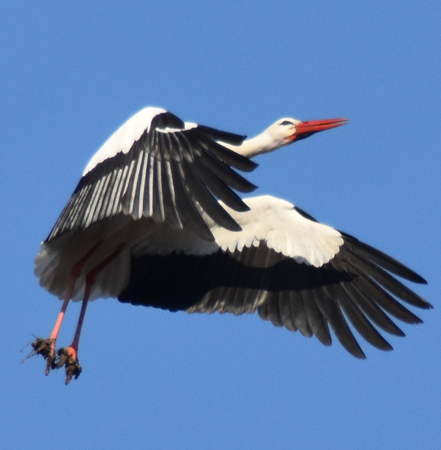 Storch1
