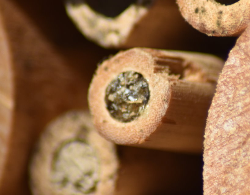 Niströhrenverschluss einer Löcherbiene