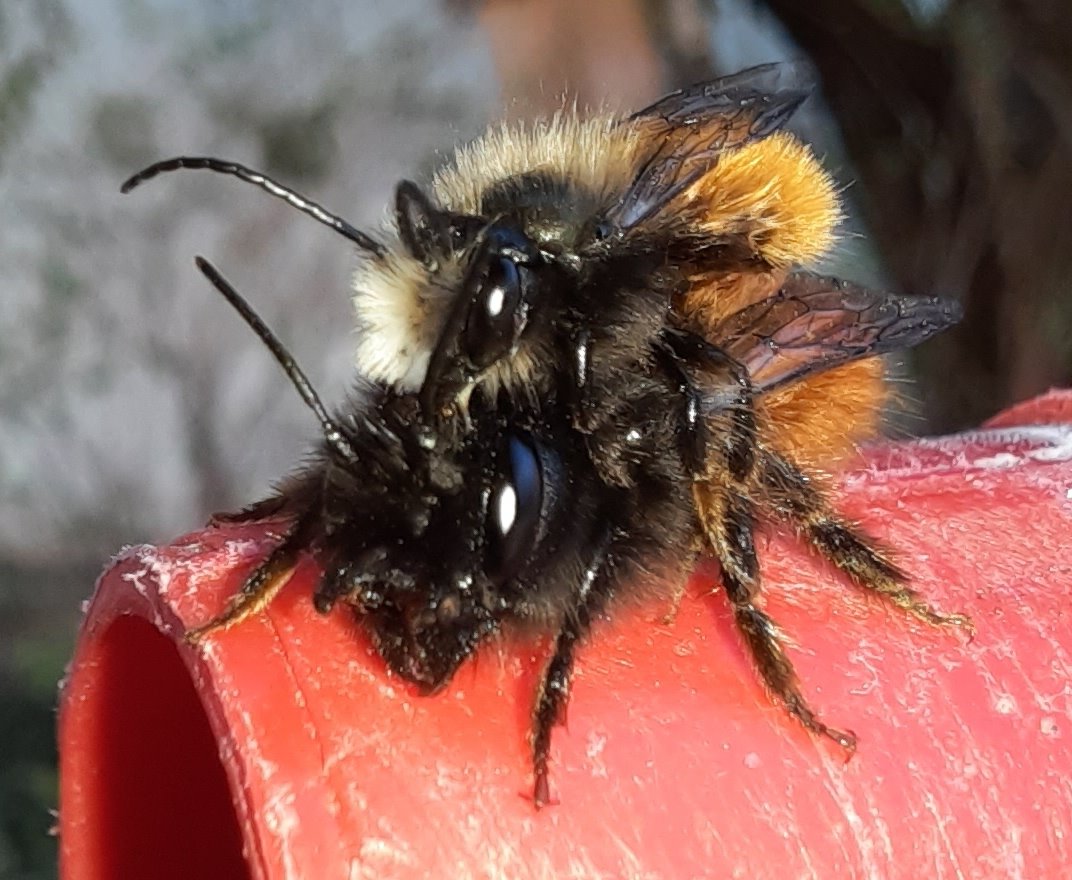 Mauerbiene bei der Paarung 3