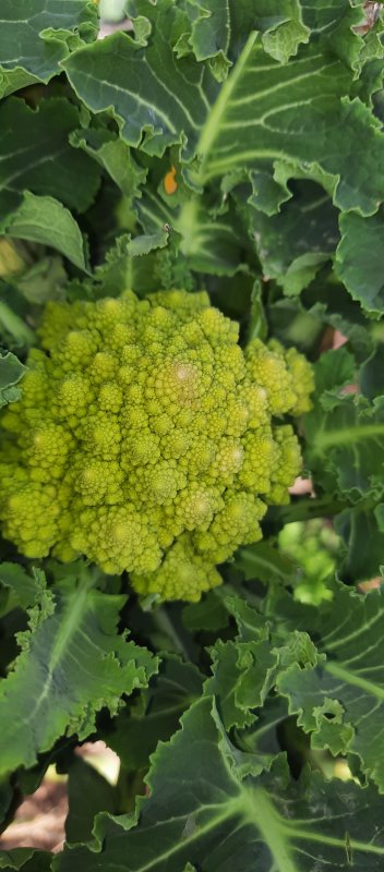 Romanesco
