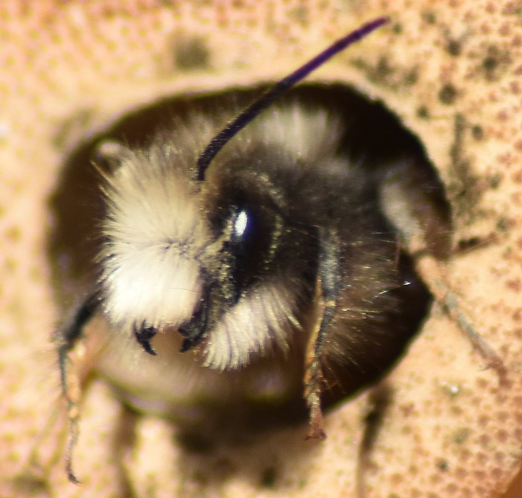 Wildbiene schaut aus Röhre
